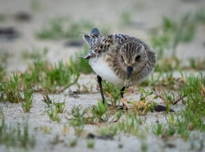 Bairdsryle - Værnengene september 2023