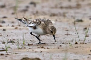 Bairdsryle - Værnengene september 2023