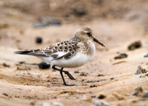 Bairdsryle - Værnengene september 2023