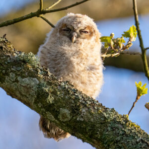 Natugle - Troldeslugten maj 2023