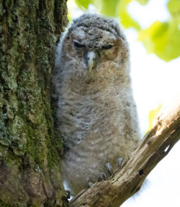 Natugle - Troldeslugten maj 2023