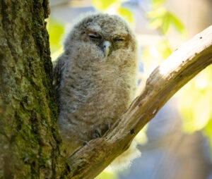 Natugle - Troldeslugten maj 2023