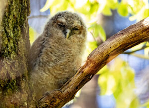 Natugle - Troldeslugten maj 2023