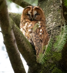 Natugle - Troldeslugten maj 2023