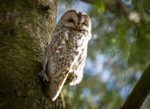 Natugle - Troldeslugten maj 2023