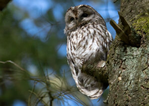 Natugle - Troldeslugten maj 2023