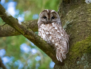 Natugle - Troldeslugten maj 2023