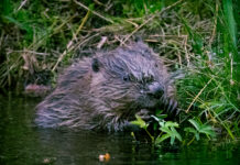 Bæver - Klosterheden forår2023