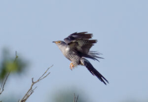 Gøg - Skjern Enge maj 2023