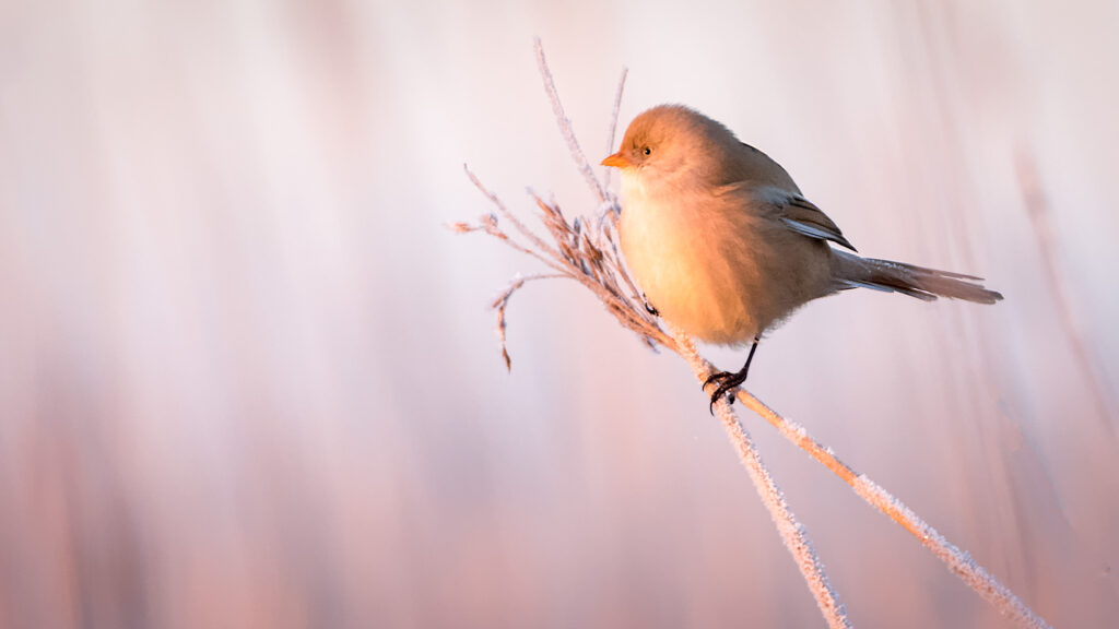 Skægmejse - Hindø januar 2016