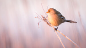 Skægmejse - Hindø januar 2016