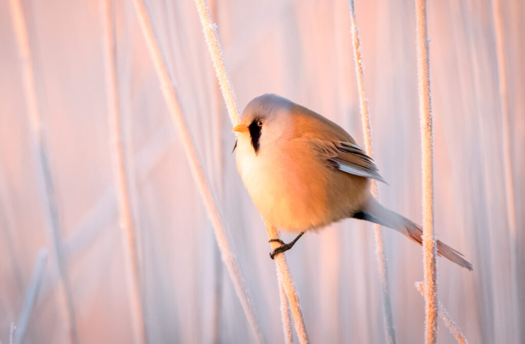 Skægmejse - Hindø januar 2016