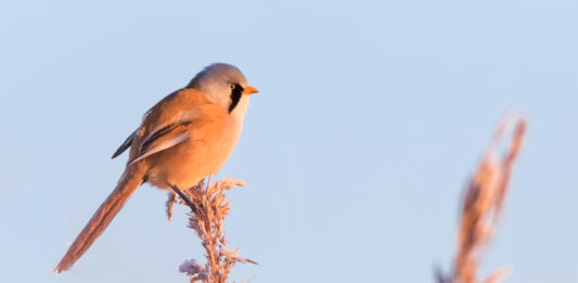 Skægmejse - Hindø januar 2016