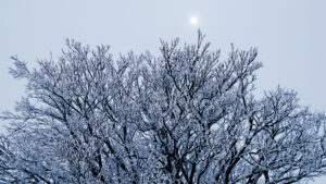 Høvringen marts 2009