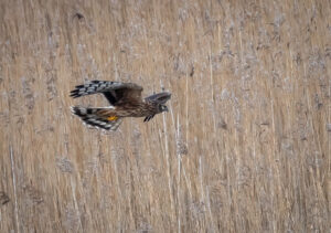 Blå Kærhøg - Kalvebod Fælled januar 2019