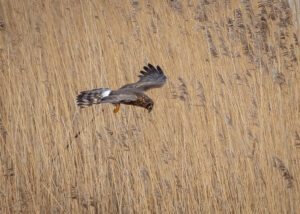 Blå Kærhøg - Kalvebod Fælled januar 2019