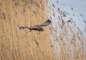 Blå Kærhøg - Kalvebod Fælled januar 2019
