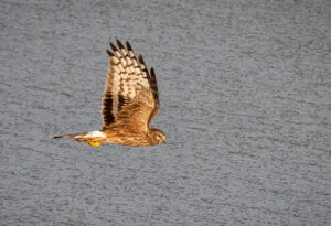 Blå Kærhøg - Kalvebod Fælled januar 2019