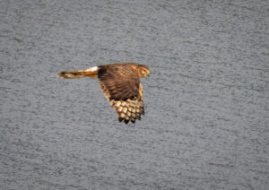 Blå Kærhøg - Kalvebod Fælled januar 2019