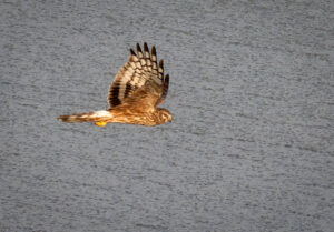 Blå Kærhøg - Kalvebod Fælled januar 2019