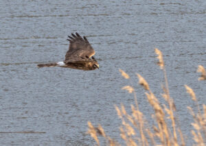 Blå Kærhøg - Kalvebod Fælled januar 2019