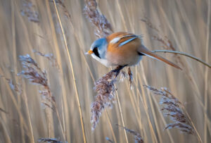 Skægmejse - Ølsemagle Revle februar 2019