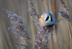 Skægmejse - Ølsemagle Revle februar 2019