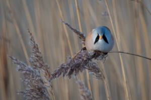 Skægmejse - Ølsemagle Revle februar 2019
