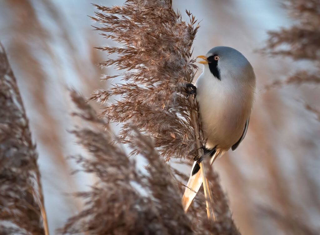 Skægmejse - Ølsemagle Revle februar 2019