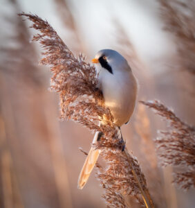 Skægmejse - Ølsemagle Revle februar 2019