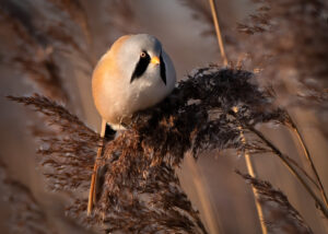 Skægmejse - Ølsemagle Revle februar 2019