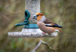 Kernebider – Gedesby marts 20182019