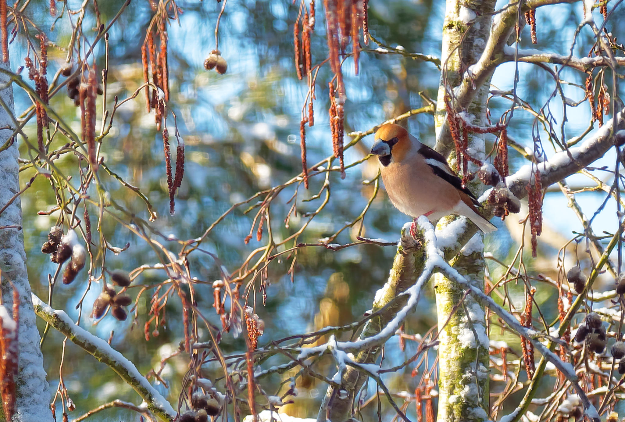 Kernebider – Gedesby marts 2018