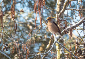 Kernebider – Gedesby marts 2018