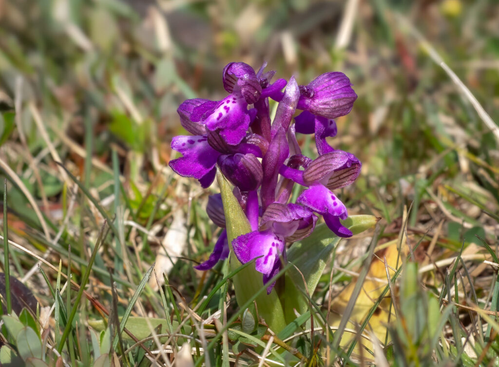 Salepgøgeurt - Eskebjerg Vesterlyng maj 2019