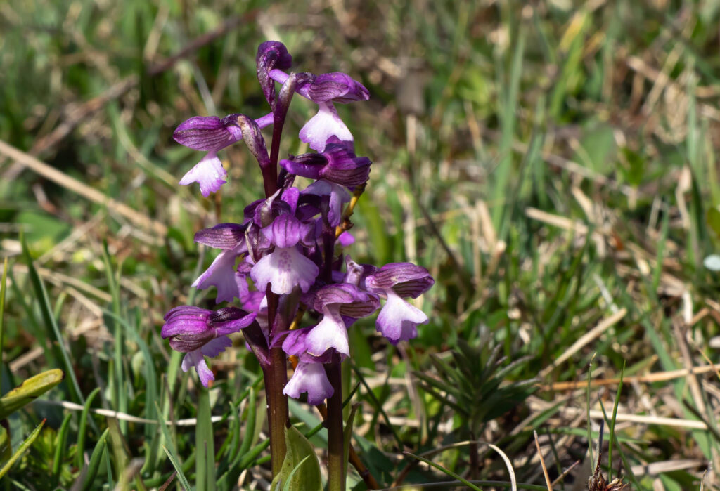 Salepgøgeurt - Eskebjerg Vesterlyng maj 2019