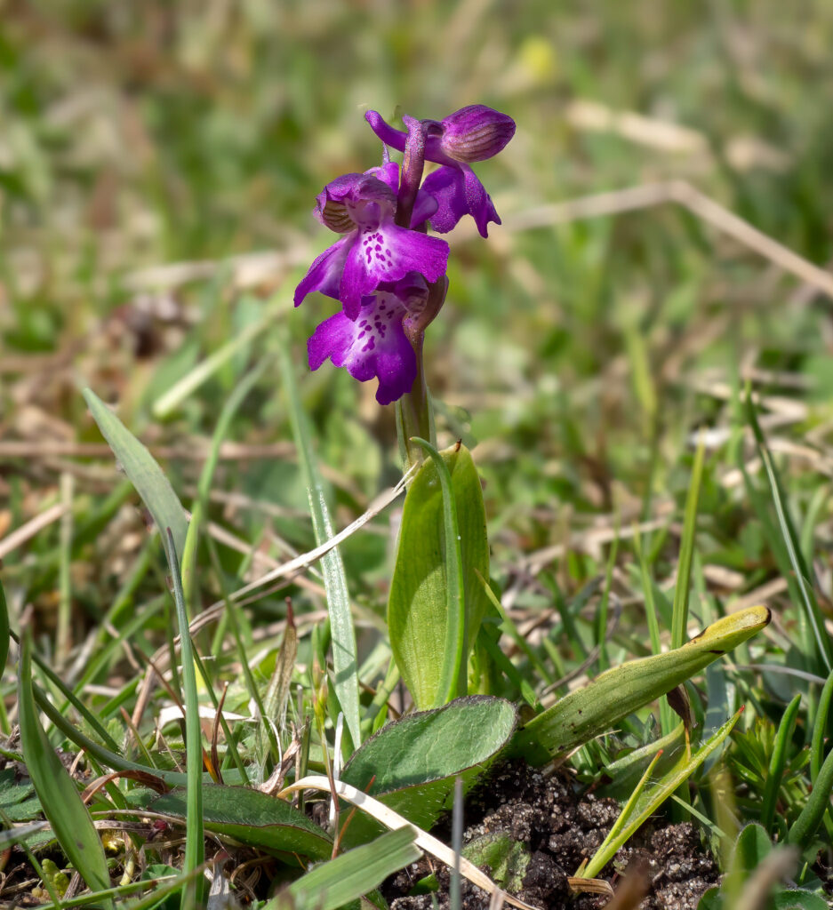 Salepgøgeurt - Eskebjerg Vesterlyng maj 2019