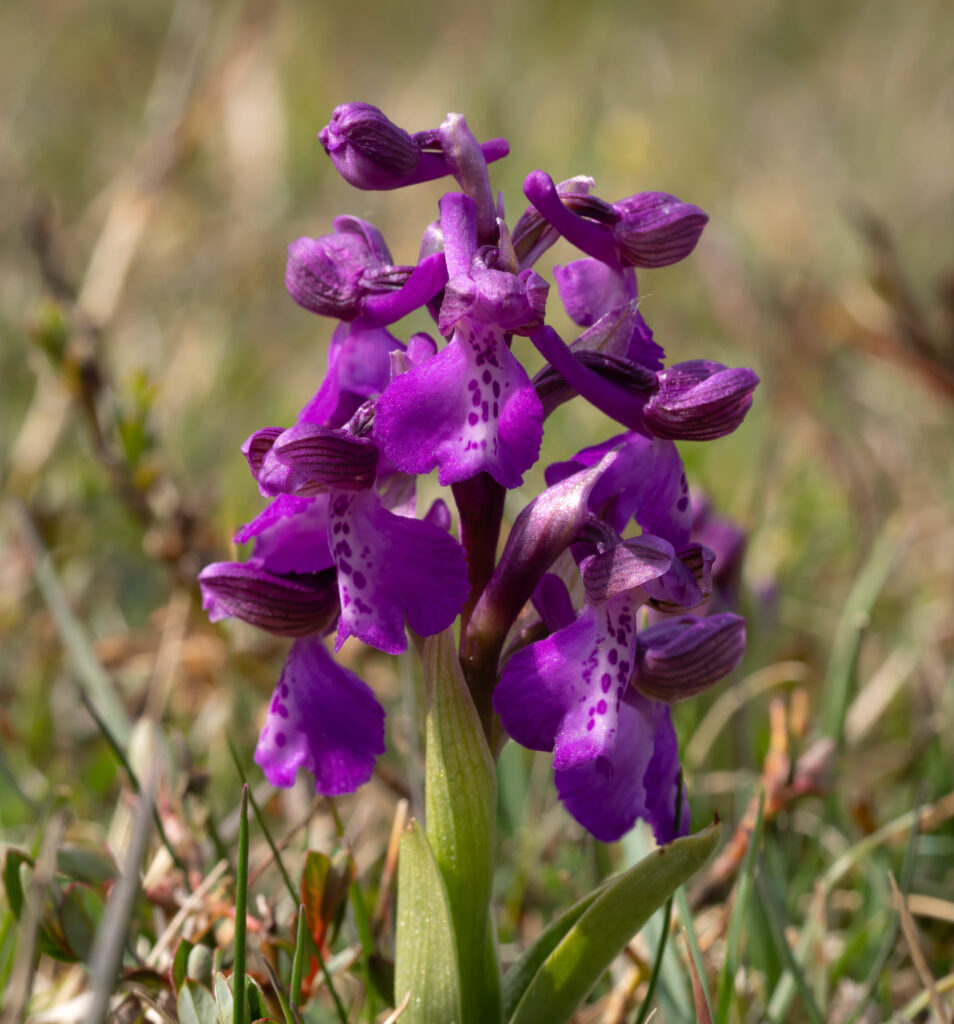 Salepgøgeurt - Eskebjerg Vesterlyng maj 2019