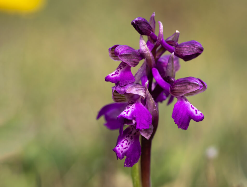 Salepgøgeurt - Eskebjerg Vesterlyng maj 2019