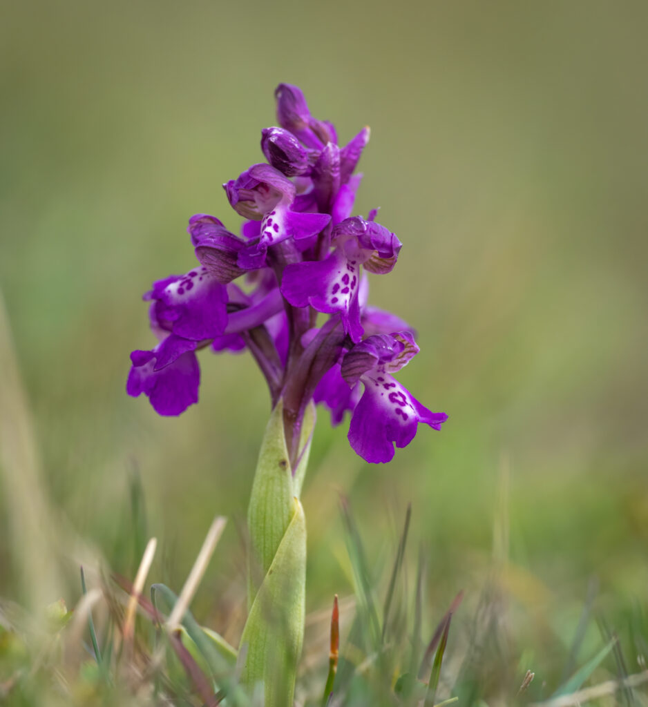 Salepgøgeurt - Eskebjerg Vesterlyng maj 2019