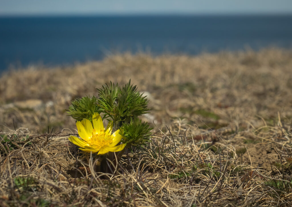 Våradonis - Gotland maj 2017