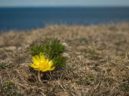 Våradonis - Gotland maj 2017