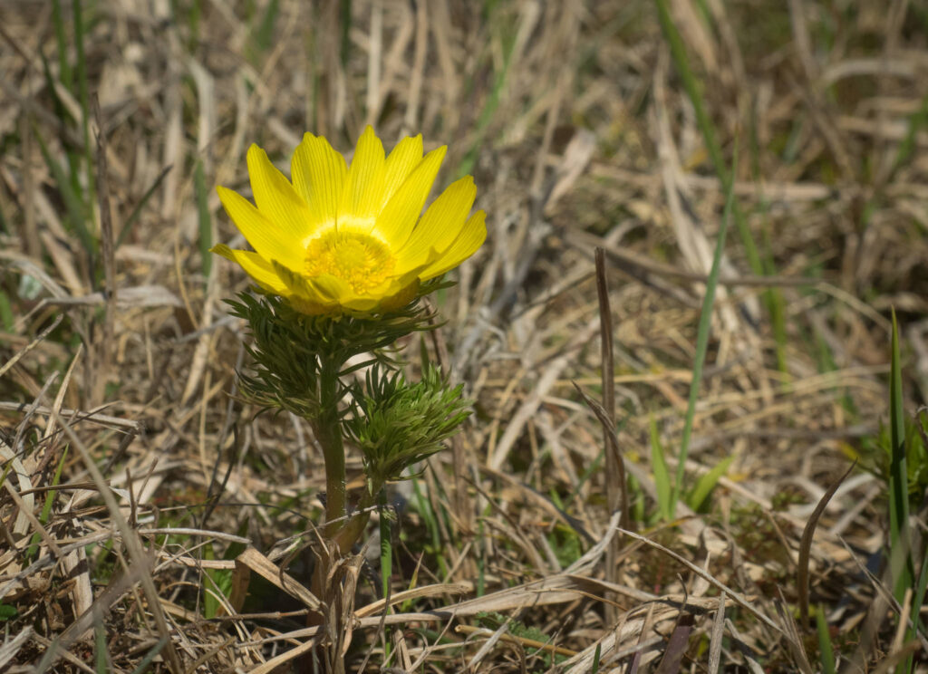 Våradonis - Gotland maj 2017