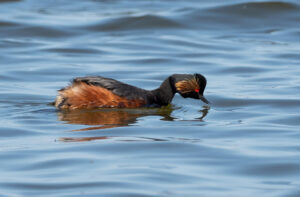 Sorthalset Lappedykker - Firtalsstrand 17. maj 2022
