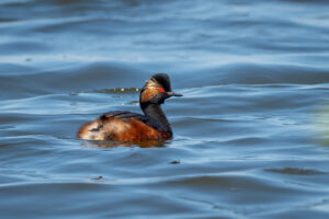 Sorthalset Lappedykker - Firtalsstrand 17. maj 2022
