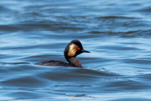 Sorthalset Lappedykker - Firtalsstrand 17. maj 2022