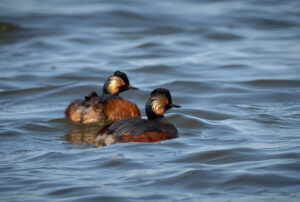 Sorthalset Lappedykker - Firtalsstrand 17. maj 2022