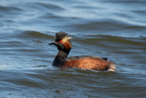 Sorthalset Lappedykker - Firtalsstrand 17. maj 2022