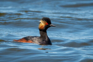 Sorthalset Lappedykker - Firtalsstrand 17. maj 2022
