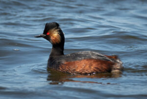 Sorthalset Lappedykker - Firtalsstrand 17. maj 2022